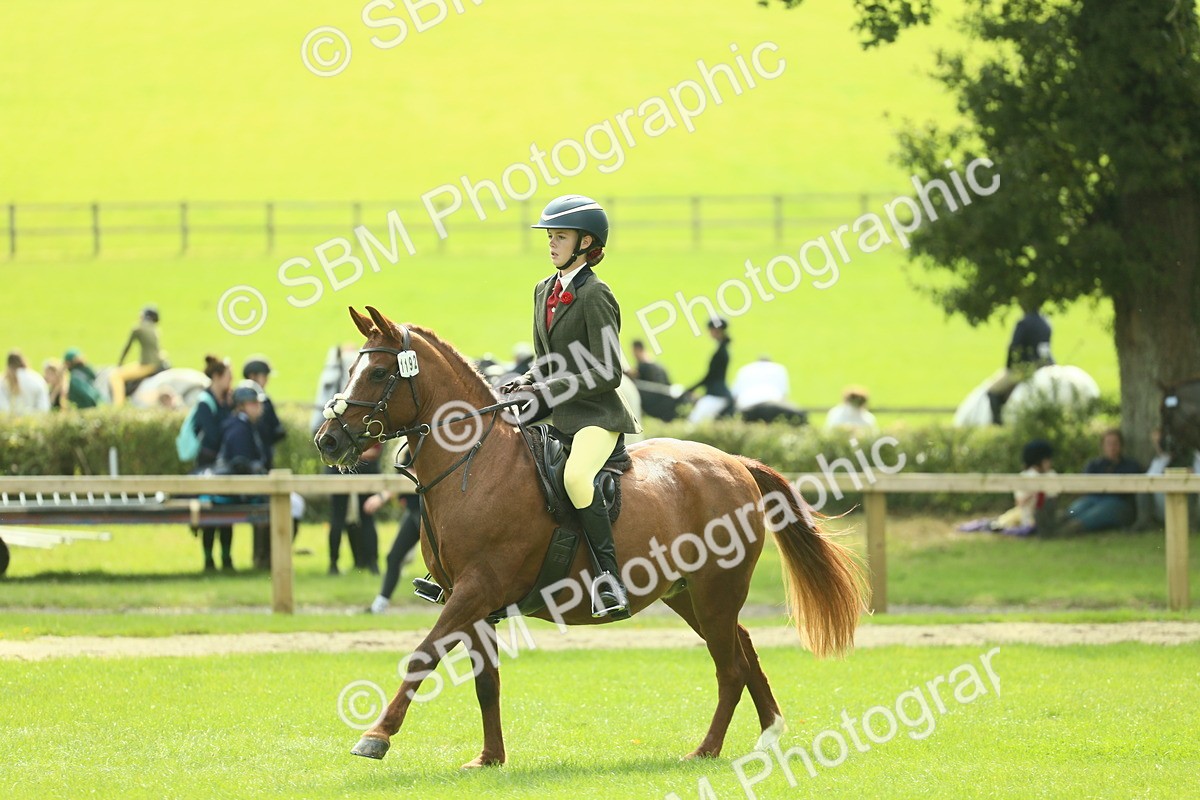SBM_44566 - S31 - Working Hunter Pony