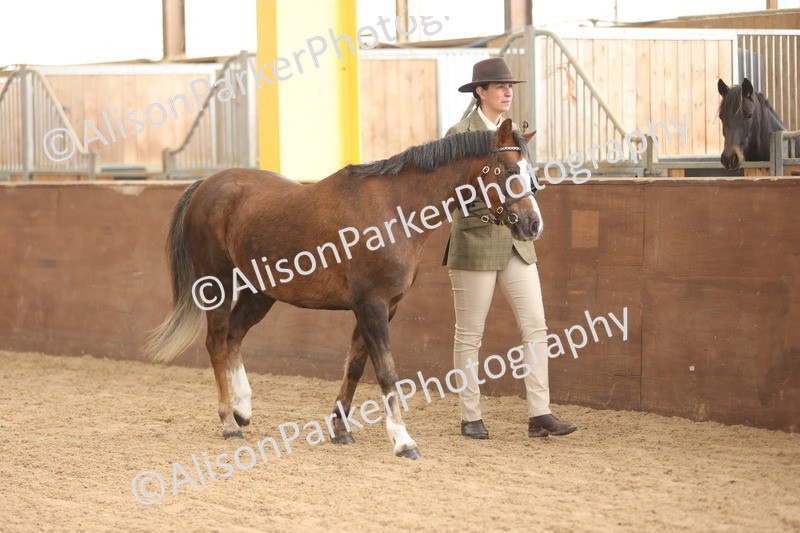 20251109-0588 - Class 22 - Geldings 4 Years and over