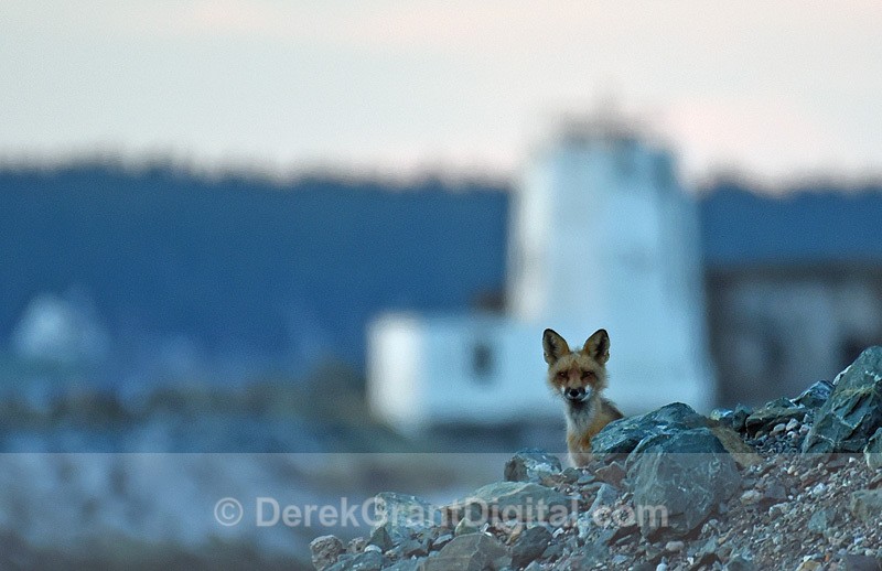 Vulpes Vulpes Dog Red Fox - Urban Wildlife