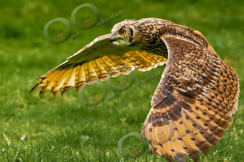 indian eagle owl bubo bengalensis-9698 - Owls of the World