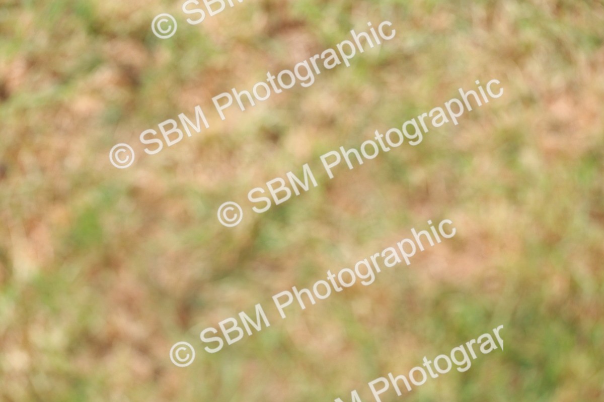 SBM_02984 - Class 9-11 Side Saddle including LIHS Rising Star Ladies Show Horse