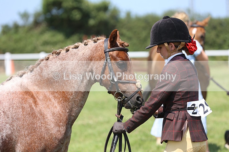 JPP_2877 - Class 21: Working Hunter 60cm