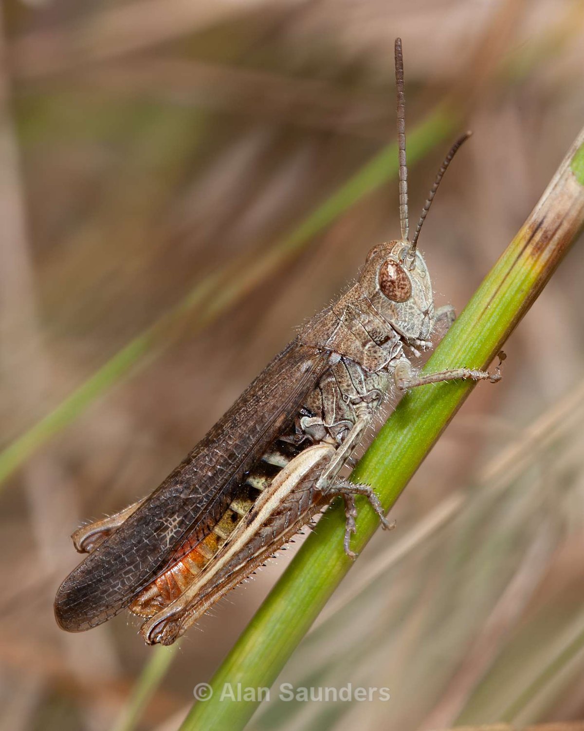 Common Field Grasshopper 1