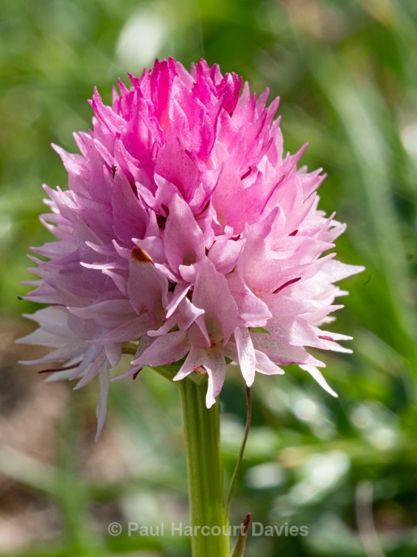 Widder's Vanilla orchid (Nigritella widderi syn Gymnadenia widderi)  - Wild Orchids - 1