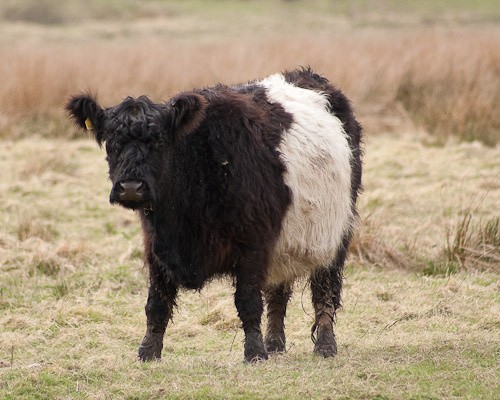 16 - Belted Galloway Cattle