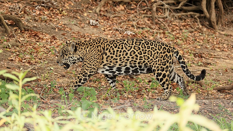 Male Jaguar walking, Corixo Negro, Mato Grosso, Brazil - Jaguar