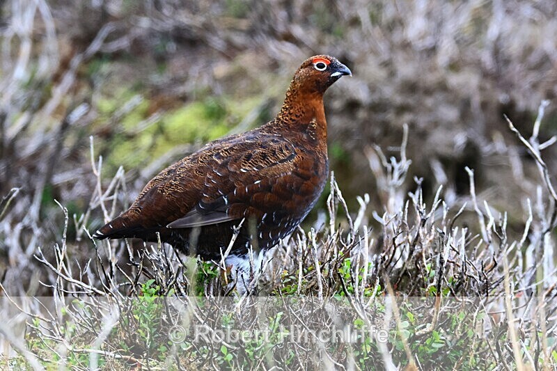 Red Grouse - United Kingdom