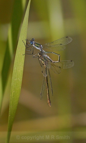 “Winged Love” - MACRO & CLOSE UPS