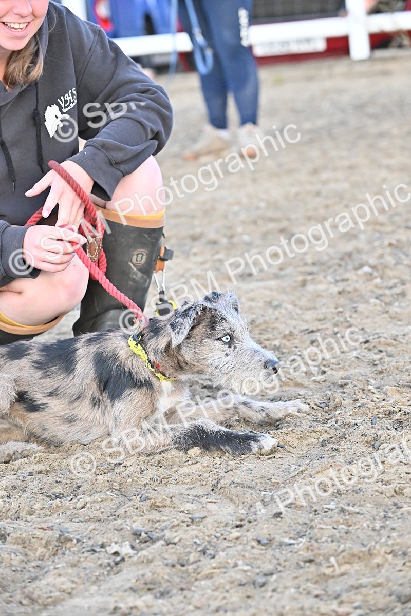 SBM_09609 - Lorry Dogs
