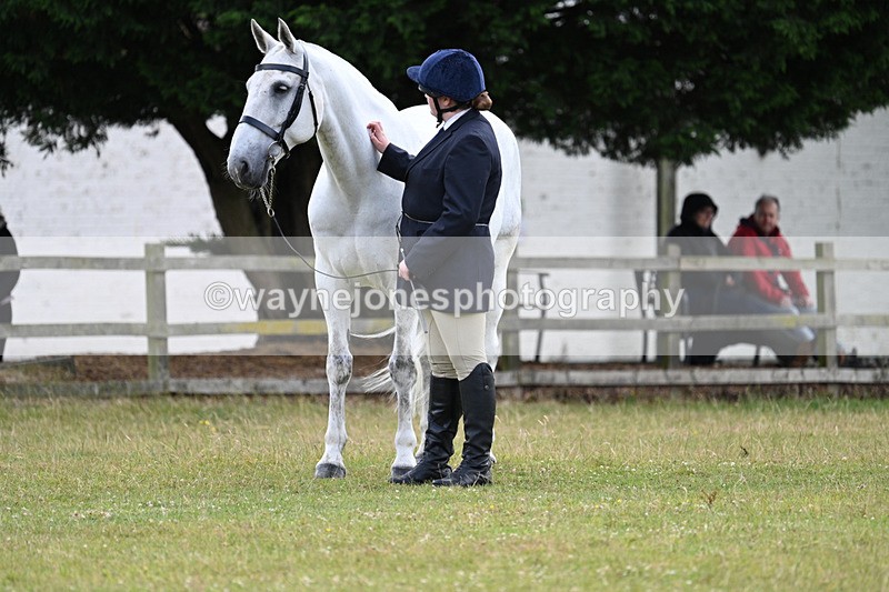 WJ7_7043 - Class 5a Most Handsome Gelding in Hand