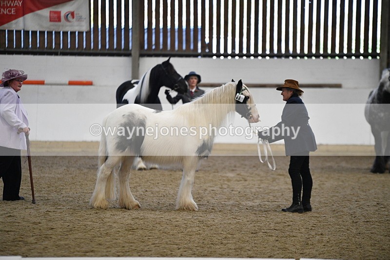 WJ5_5433 - Class 8 In hand cob