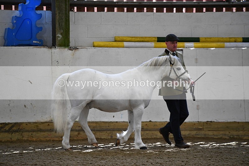 WJ5_5329 - Class 4 In hand M&M - small breeds