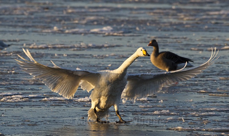 WHOOPER SWAN WINTER 2010 - WHOOPER SWANS