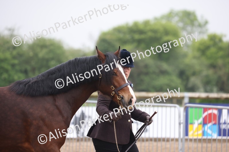 20260504-0145 - Class 2 - Youngstock