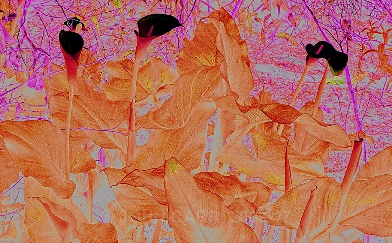 Orange Lily HDR - TREES, FLOWERS AND PLANT PHOTOS