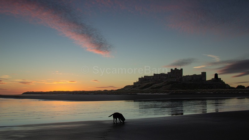 Sunrise Digging at Bamburgh Beach - Northumberland