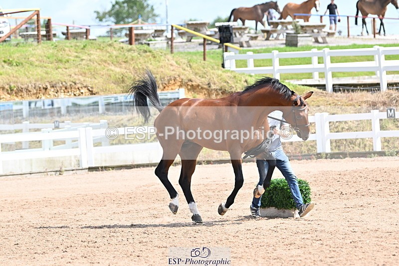 240717A-153007-02847 - Trot Up 3pm to 4pm