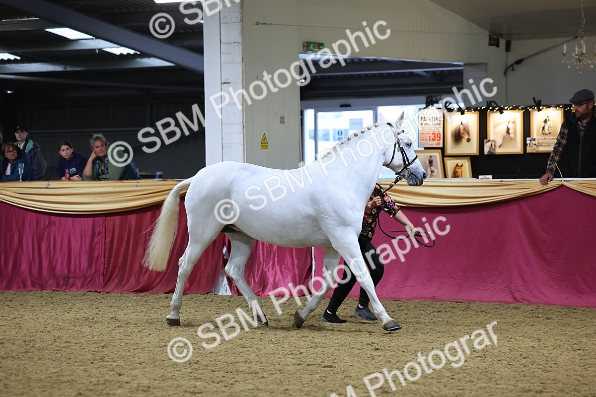 SBM_18798 - Class E IH Horse Champ