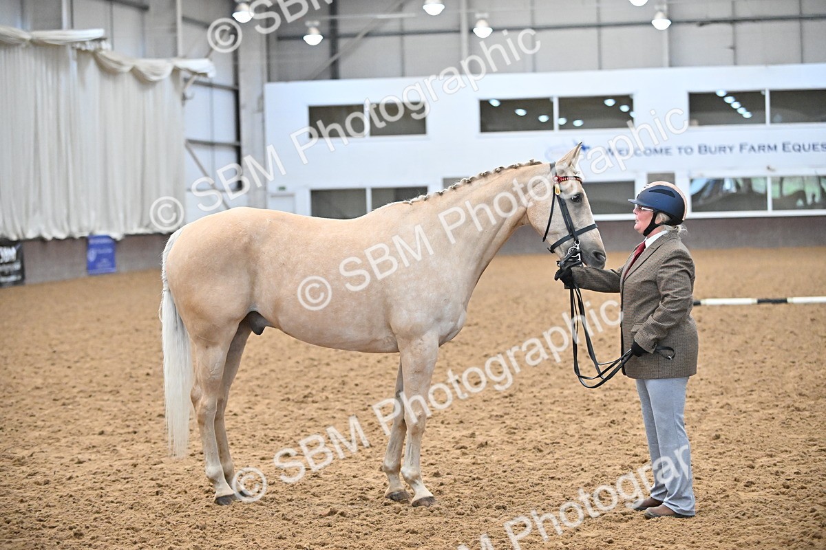 EB7_8417 - Class 3 - In Hand Foreign Breeds & Warmbloods