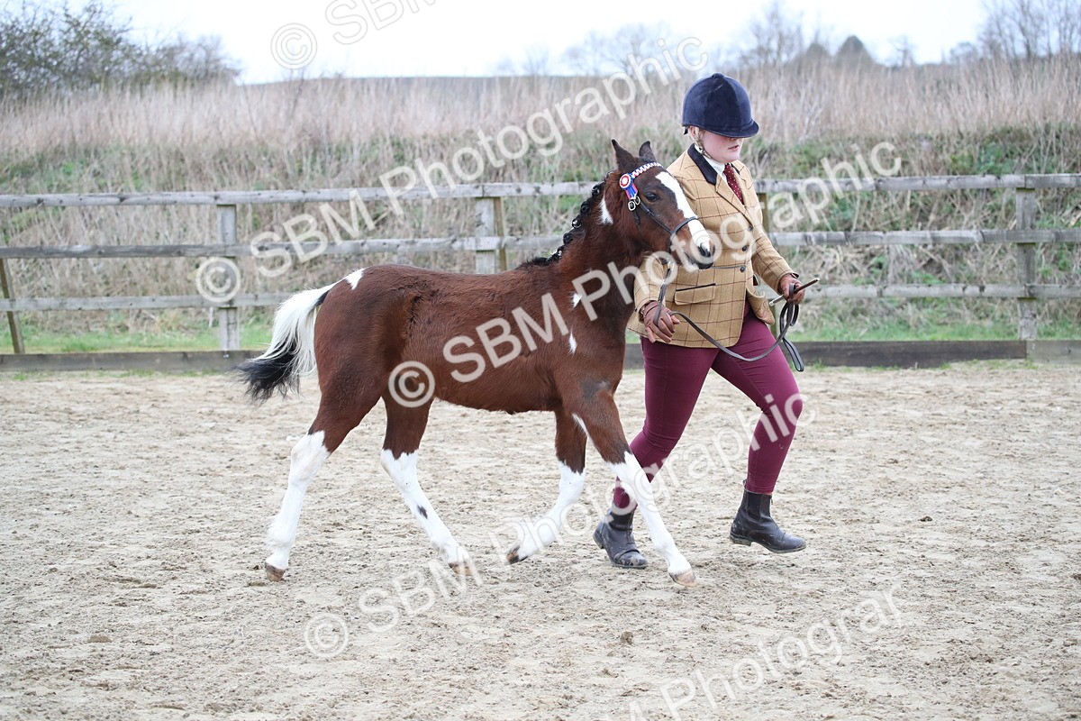 SBM_004575 - Class 5-9 - NPS In Hand-Show Hunter-Intermediate Ridden Inc Ridden Championship