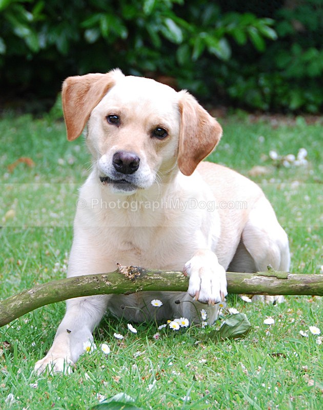  - Yellow and Black Labradors