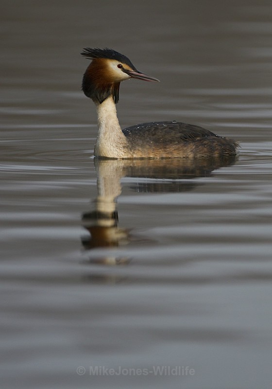 GREAT CRESTED GREBE ref Grebe 2 - GREAT CRESTED GREBES