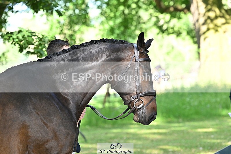 250521A-164944-01362 - C-264-Max.Warburton-EARL.DORADO