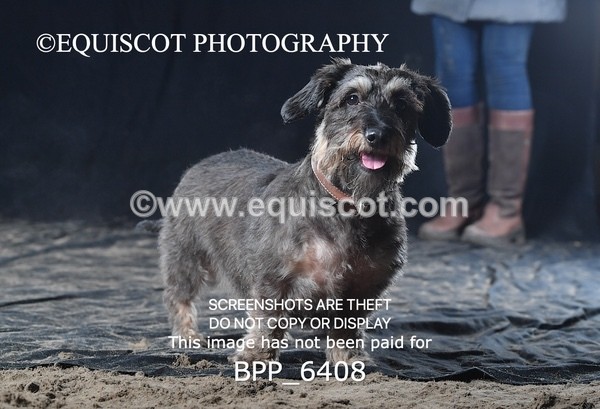 BPP_6408 - CARLA DOGS