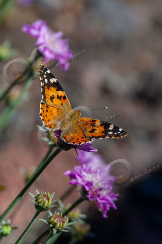 painted lady Vanessa cardui-788 - Insects from around the world