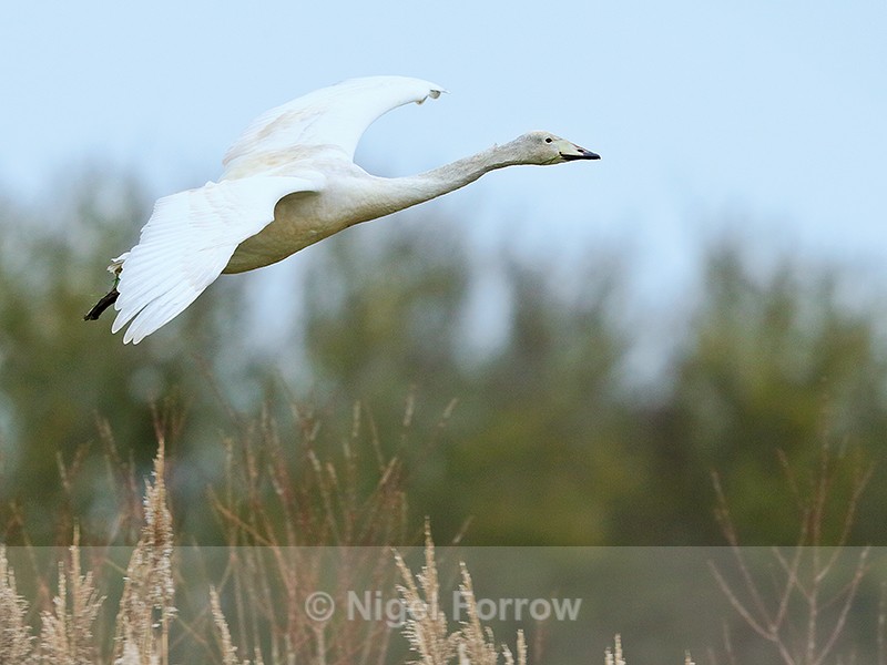 Whooper Swan (juvenile) on landing approach at Otmoor - Whooper Swan