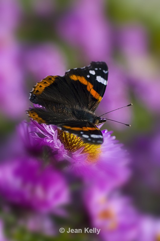 Red Admiral butterfly - 7212 - Insects
