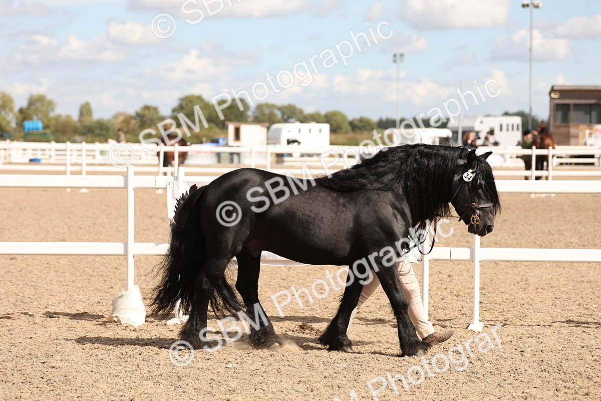 SBM_14006 - Class 205 - IH Show Pony - Show Hunter Pony