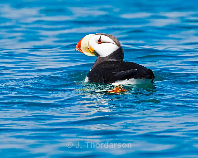  - Sea Birds