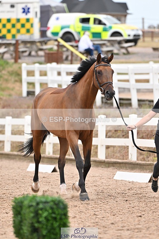 250716-160220-02350 - Trot Up 3.30 to 4.30