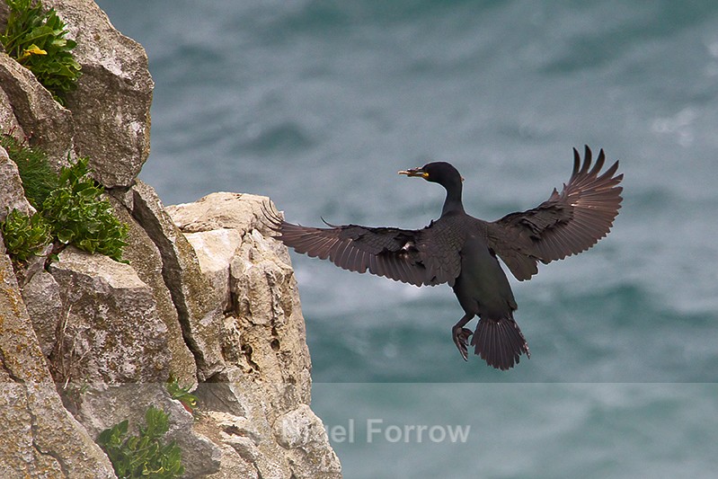 Shag about to land on a cliff ledge at Durlston - Shag