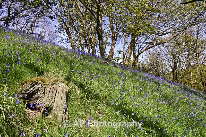 Bluebell_wood_ACP_3654 - Plants
