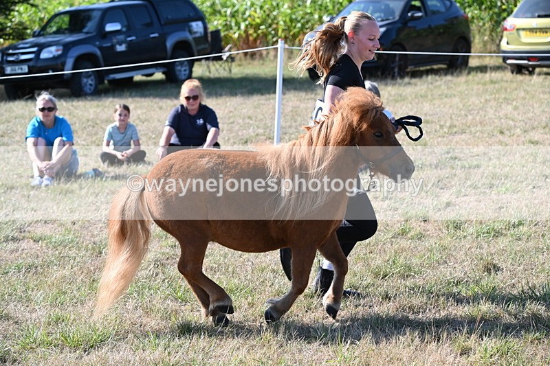 WJ6_7288 - Class 33 Rescue Pony