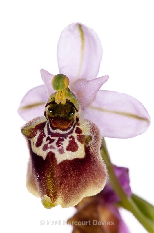  - WB: Orchids - Ophrys