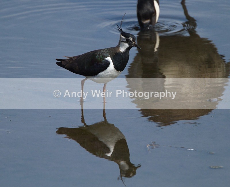20110425-IMG_5050 - Lapwing