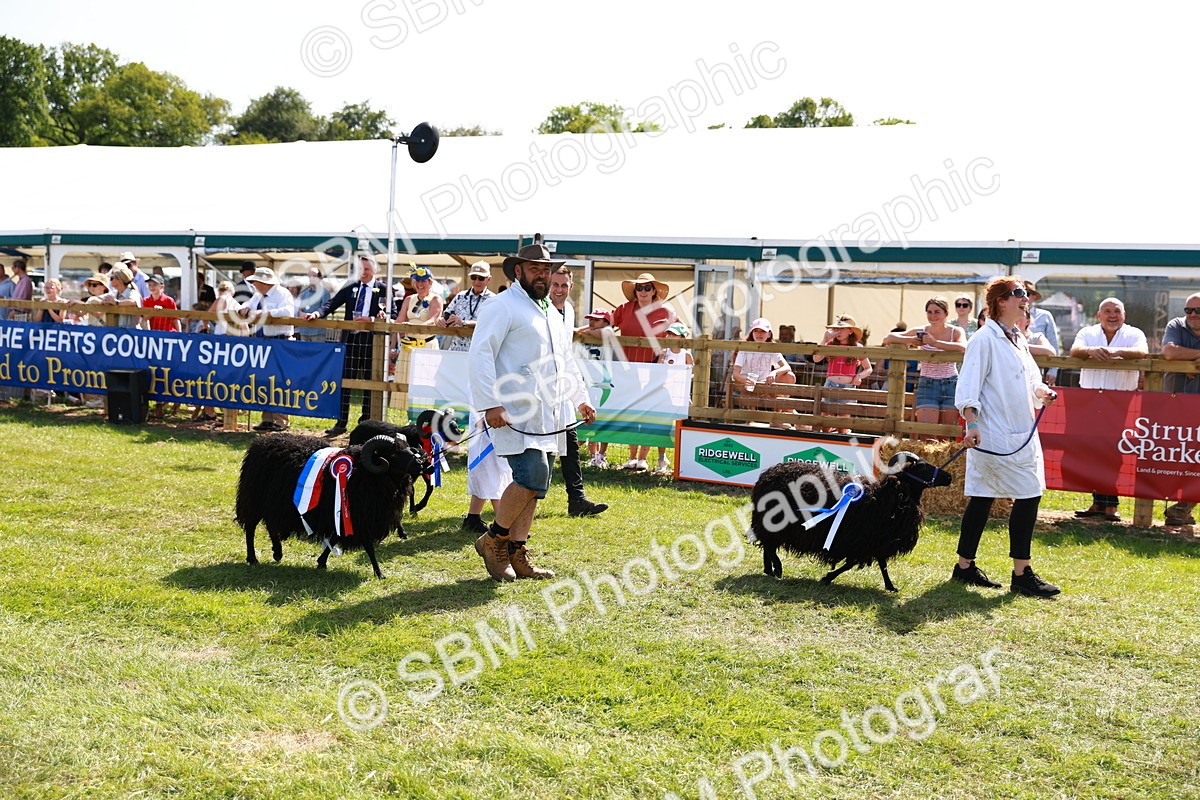 SBM_08385 - Grand Parade