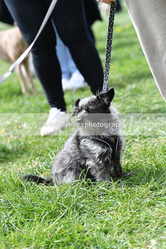 WJ5_9753 - Class 3 Most Handsome Dog