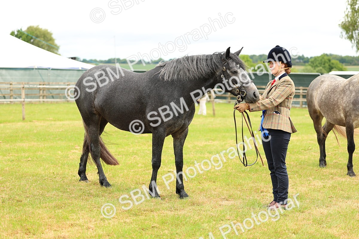 SBM_04127 - Class 64-67 - Shetland Pony In Hand