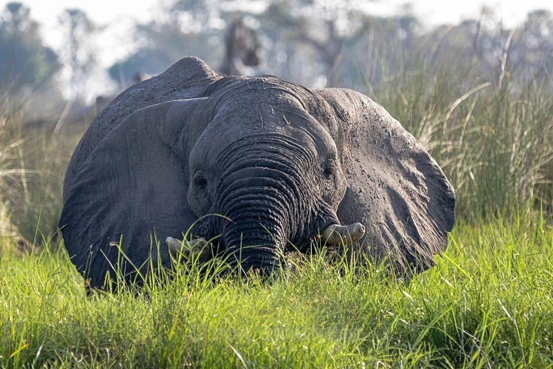 Trying to hide - Botswana Wildlife