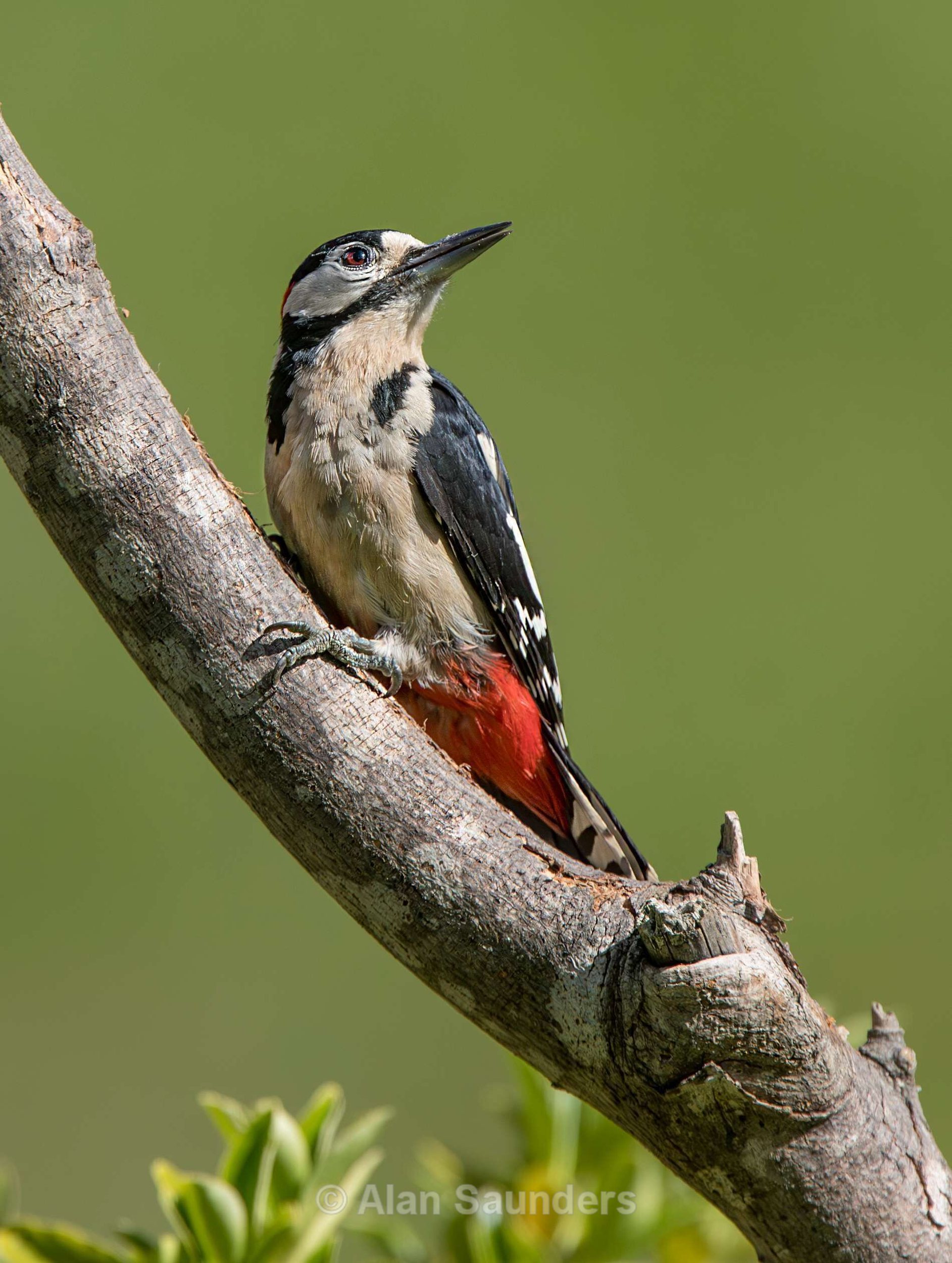 Great Spotted Woodpecker 5