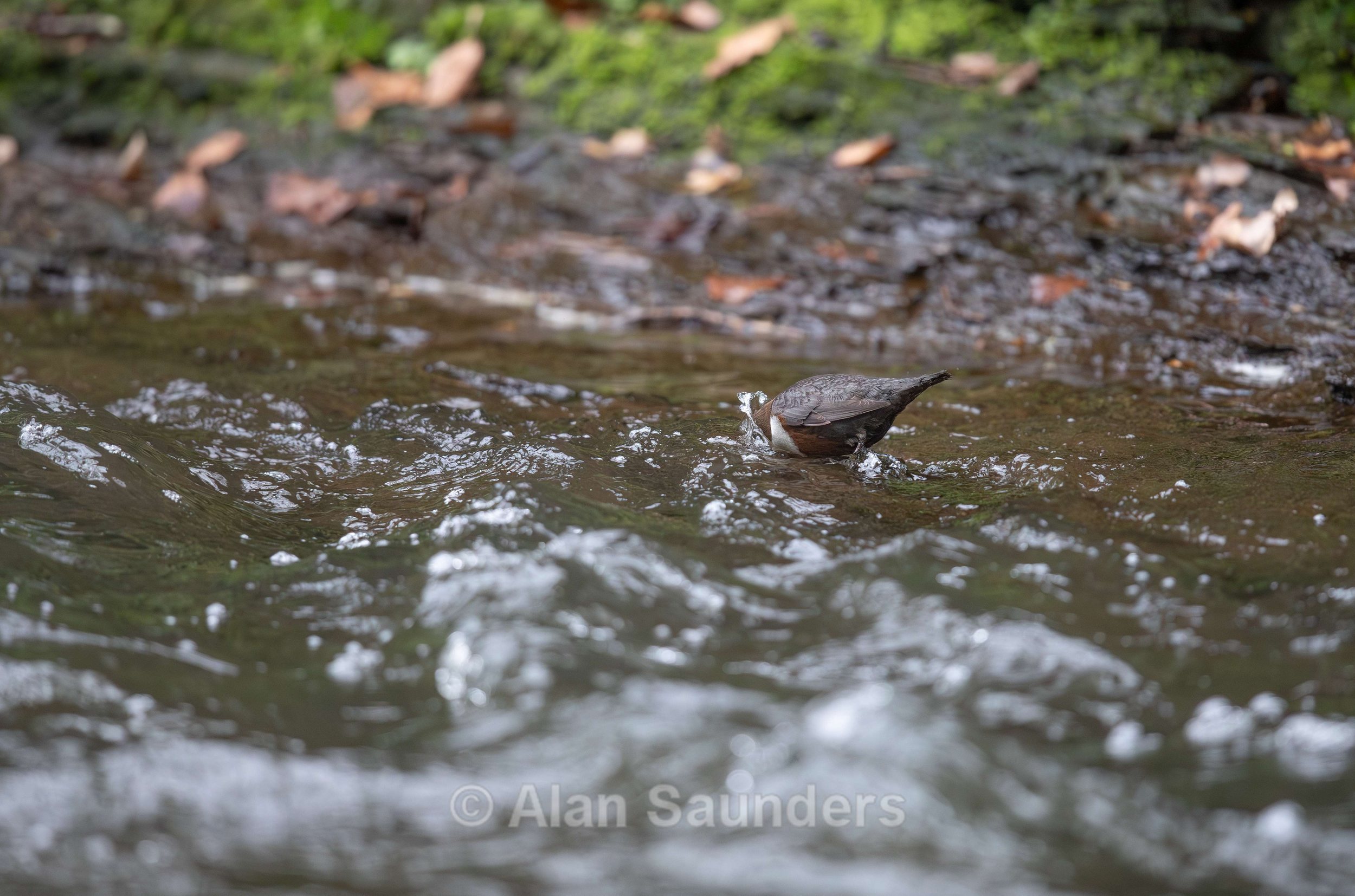 Dipper 7