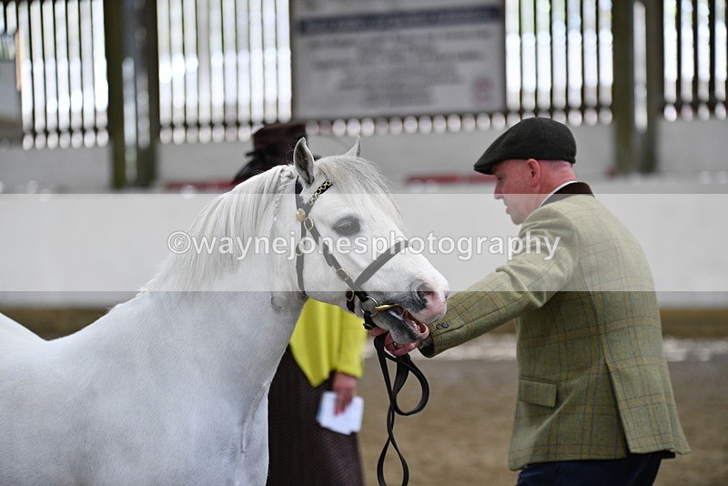 WJ5_5311 - Class 4 In hand M&M - small breeds