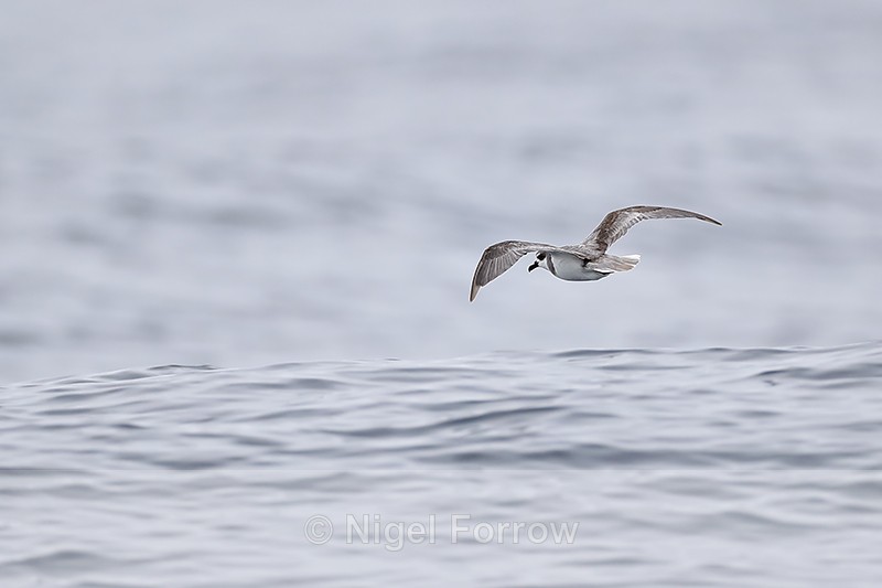 Masatierra Petrel flying rear view, Pacific Ocean, Chile - Masatierra (De Filippi's) Petrel