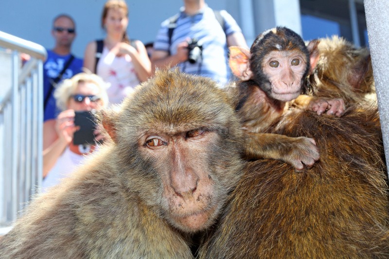 Barbary Macaques (Macaca sylvanus) trying to find a moments peace on t - Barbary Macaques at the Rock of Gibraltar
