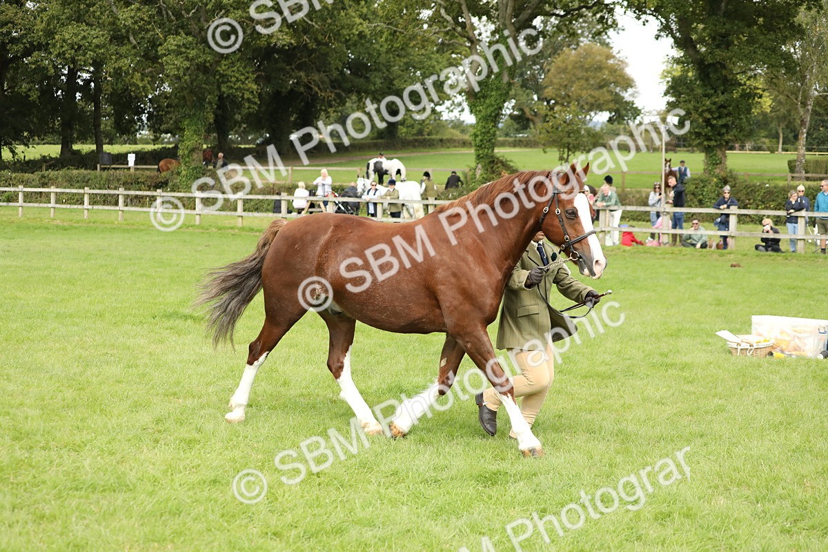 SBM_65418 - S47 - Mountain & Moorland In Hand Large Breeds