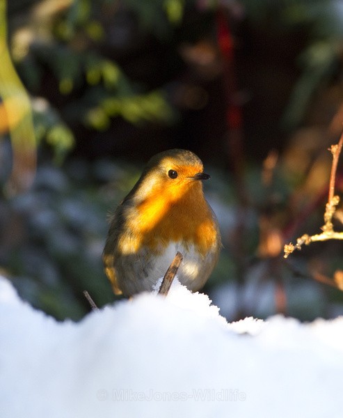 ROBIN REF C ROBIN 4 - CHRISTMAS ROBINS